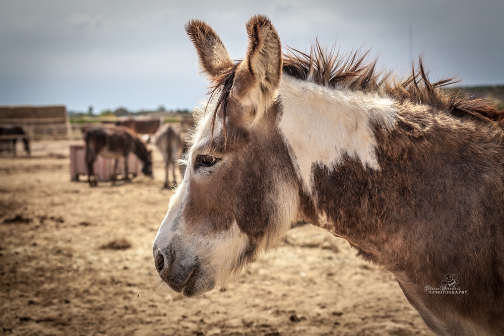Donkey Oaty on May 21 2017 photo Elaine Warnock