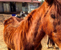 Malnourished horse Valencia March 2017